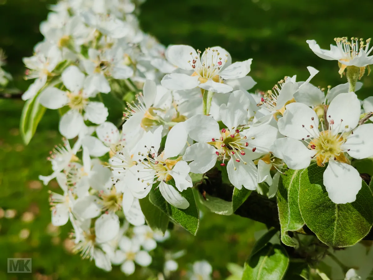 birnenbl-te-20260418_113404