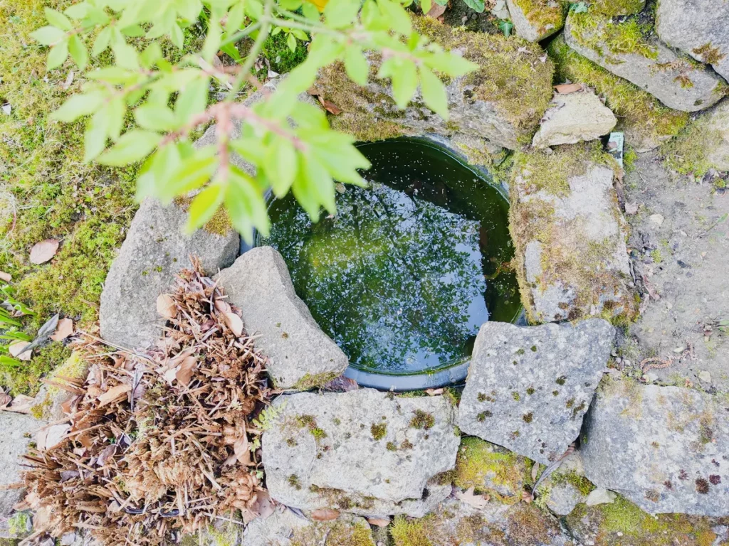 teich-20260417_080827-1024x768