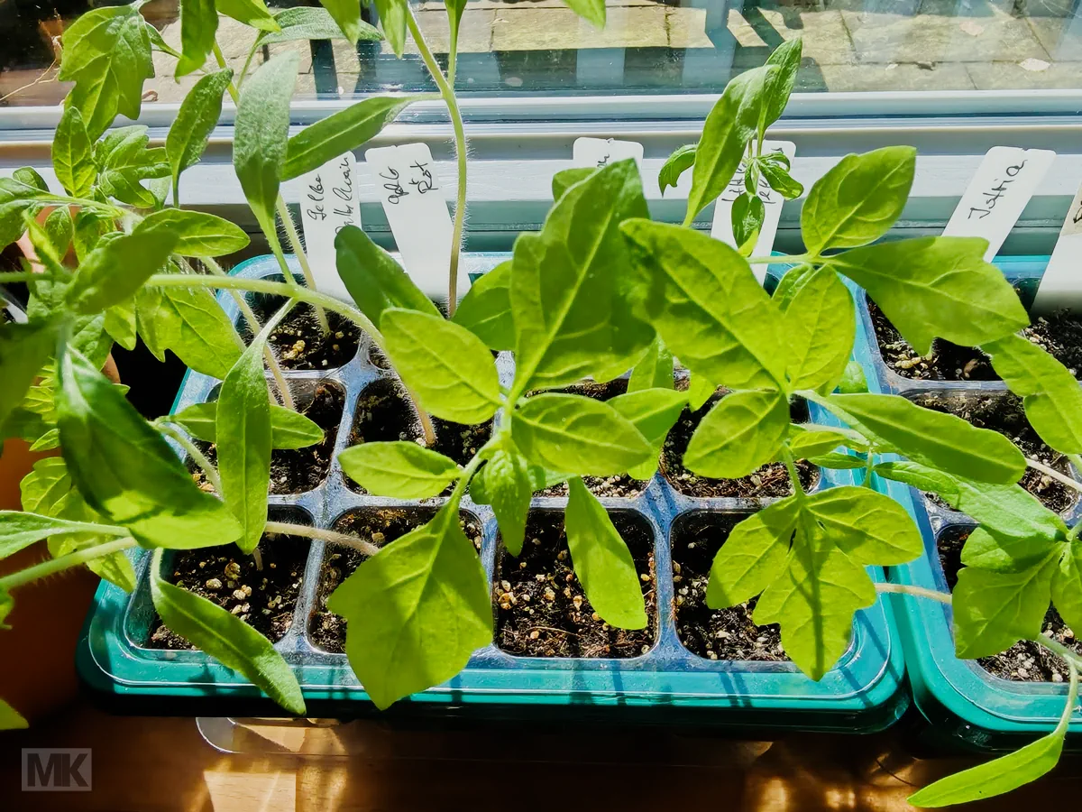 tomatensaat-20260319_121135